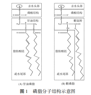 磷脂分子结构示意图