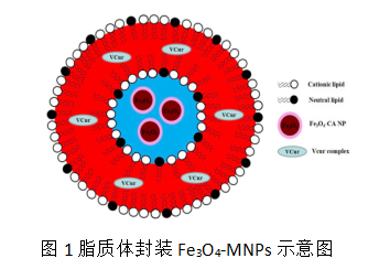 图1脂质体封装四氧化三铁纳米粒示意图
