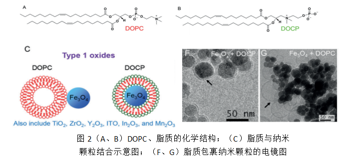 图2（A、B）DOPC、脂质的化学结构；（C）脂质与纳米颗粒结合示意图；（F、G）脂质包裹纳米颗粒的电镜图