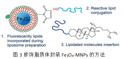 图3修饰脂质体封装四氧化三铁纳米粒的方法