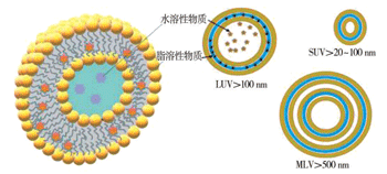 脂质体结构与类型