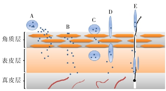 常见脂质体透皮机制