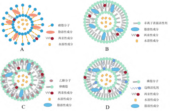 A--脂质体；B--类脂质体；C--醇质体；D--传递体
