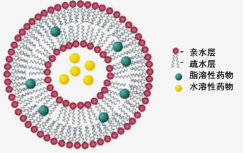 脂质体