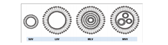 不同脂质体形态SUV（小单室脂质体）、LUV（大单室脂质体）、MLV（多层脂质体）和MVL（多囊脂质体）