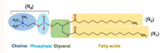 磷脂酰胆碱结构