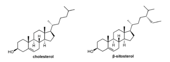 胆固醇和β-谷甾醇