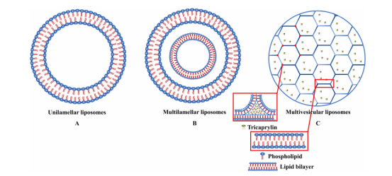 A 单层脂质体  B 多层脂质体  C 多囊脂质体