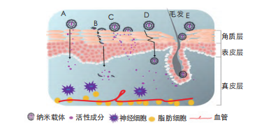 图1 纳米载体皮肤/头皮递送途径
