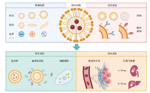 图1 纳米药物的物理化学性质与生物系统之间的相互作用 图1 纳米药物的物理化学性质与生物系统之间的相互作用