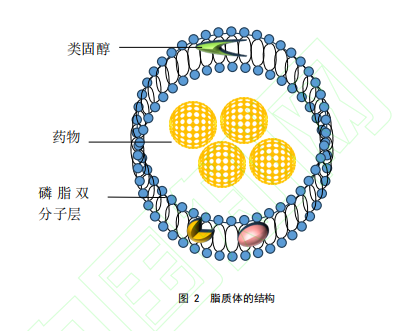 图2 脂质体的结构 图2 脂质体的结构