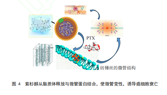 图 4 紫杉醇从脂质体释放与微管蛋白结合,使微管变性,诱导癌细胞衰亡 图 4 紫杉醇从脂质体释放与微管蛋白结合,使微管变性,诱导癌细胞衰亡