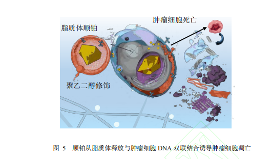 图 5 顺铂从脂质体释放与肿瘤细胞 DNA 双联结合诱导肿瘤细胞凋亡 图 5 顺铂从脂质体释放与肿瘤细胞 DNA 双联结合诱导肿瘤细胞凋亡