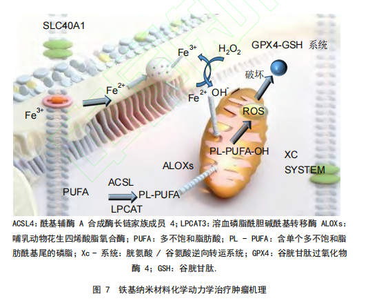 图7铁基纳米材料化学动力学治疗肿瘤机理 图7铁基纳米材料化学动力学治疗肿瘤机理